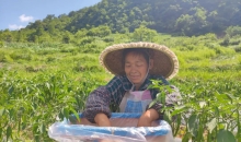 黔货出山！长顺1500亩辣椒丰收，直销广州、深圳等地