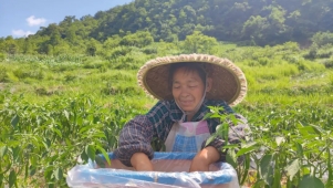 黔货出山！长顺1500亩辣椒丰收，直销广州、深圳等地